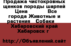 Продажа чистокровных щенков породы шарпей › Цена ­ 8 000 - Все города Животные и растения » Собаки   . Хабаровский край,Хабаровск г.